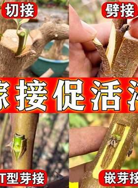 植物嫁接伤口愈合剂嫁接促活液专用药水果树木盆景切口愈合剂喷剂