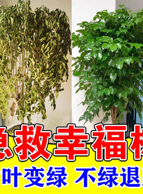 幸福树掉叶子专用肥料叶子发黄防枯叶掉叶子平安树炭疽病营养液