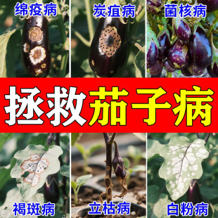 茄子卷叶病专用肥病毒病专用菌脐腐病缩叶黄叶落果黑斑灰霉病杀菌