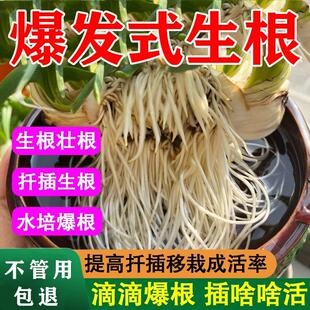 快速生根粉树木生根水剂果树苗木移栽种植壮苗植物高压繁殖生根粉