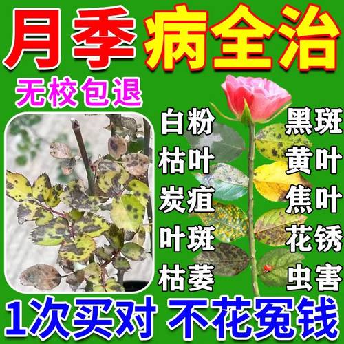 月季黑斑病专用蔷薇玫瑰黑杆不开花黄叶白粉营养液病虫害常用菌剂