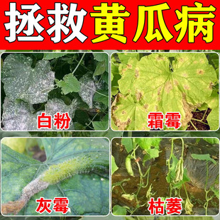 黄瓜白粉病专用肥病毒病专用菌脐腐病缩叶黄叶落果黑斑灰霉病杀菌