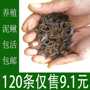 包邮 筏钓龙鱼乌龟活体饲料 小泥鳅苗泥鳅苗活体泥鳅苗 台湾泥鳅苗
