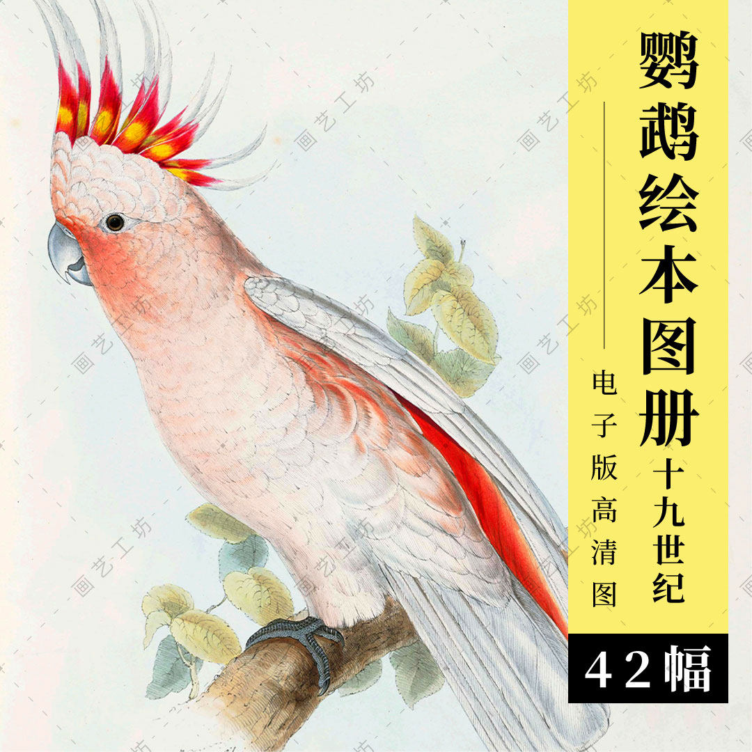 鹦鹉绘本图册电子版高清大图鸟类彩绘古本手绘彩铅水彩博物画临摹