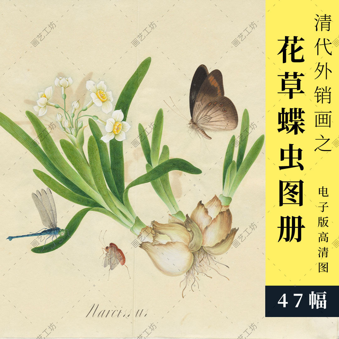 花草蝶虫彩绘图册清代外销画昆虫博物画水粉水彩画彩铅蝴蝶高清图