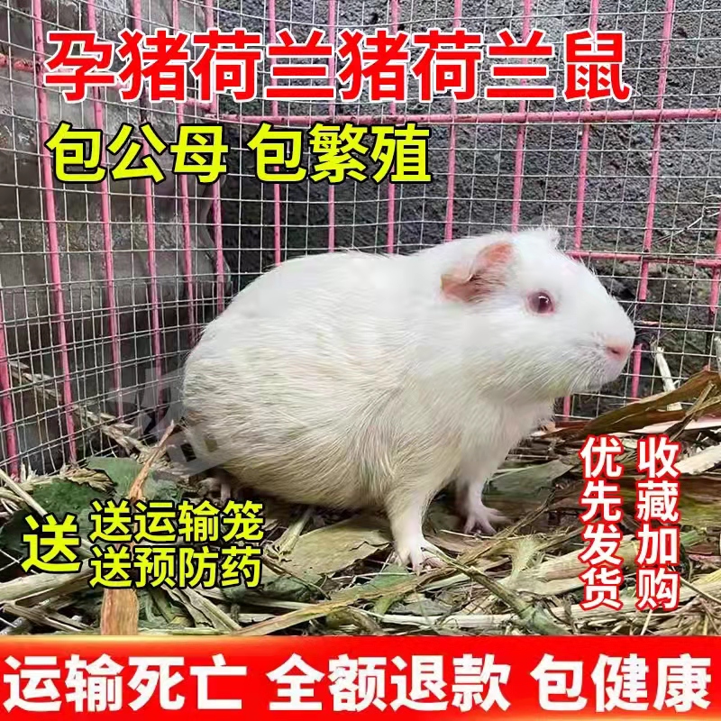 孕猪荷兰鼠活体成年荷兰猪幼崽豚豚鼠