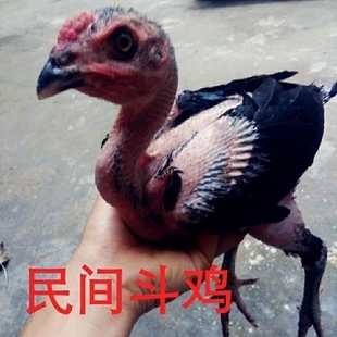 纯种斗鸡活苗小鸡成年中原斗鸡越南鬼子斗鸡泰国斗鸡苗公母一对