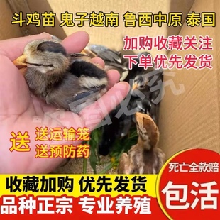 纯种斗鸡越南鬼子斗鸡活苗小斗鸡中原盖沙泰国斗鸡小鸡苗斗鸡活体