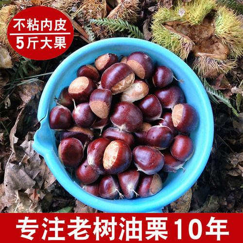 正宗生板栗迁西野生现摘