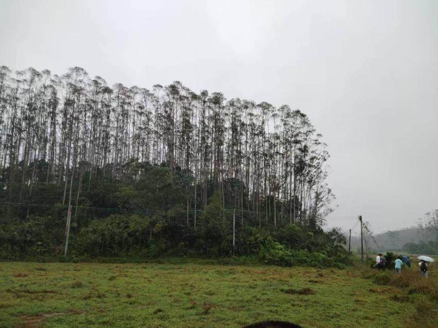 拍卖被执行人关某名下位于开平市金鸡镇联兴村委会（小地名：牛山）的林木资源<开林证字（2010）第83500232号>共75亩