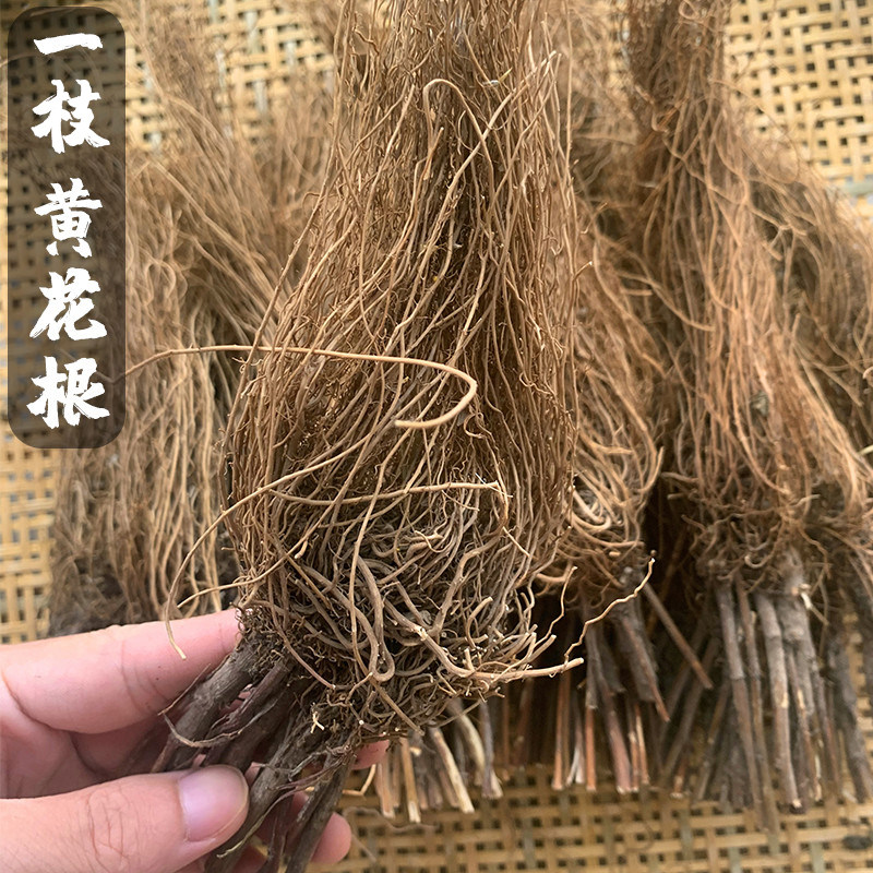 一枝黄花根中药材野生采一支黄花晒干老虎尿500克包邮药人采摘