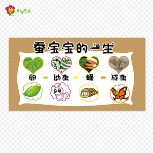 幼儿园自然区角活动环创昆虫的生长过程主题蚕宝宝的一生生命循环