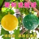 柑橘大实蝇诱蝇球粘虫球针蜂瓜蝇果苍蝇小食蝇诱捕球诱虫球果蝇球