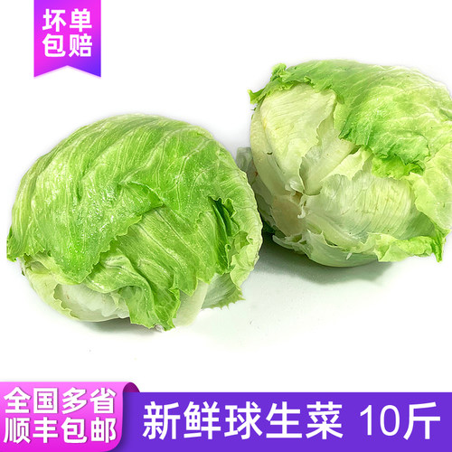 球生菜10斤 汉堡用圆形生菜新鲜蔬菜轻食沙拉材料色拉菜 顺丰包邮