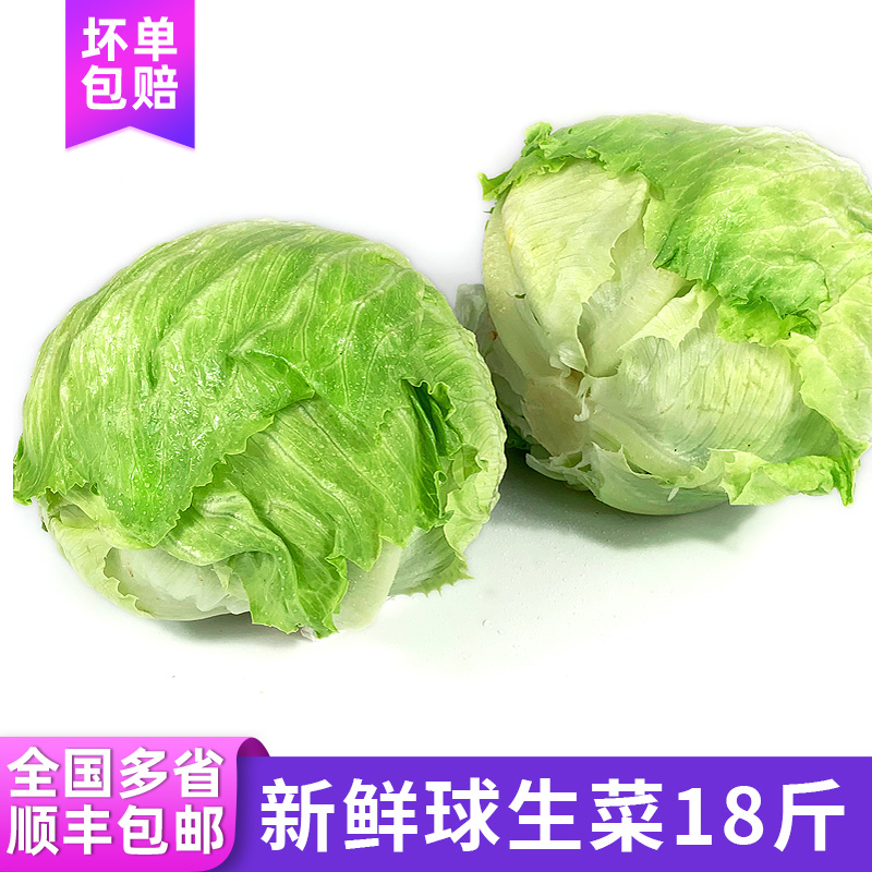 球生菜18斤 汉堡用圆形生菜新鲜蔬菜轻食沙拉材料色拉菜 顺丰包邮