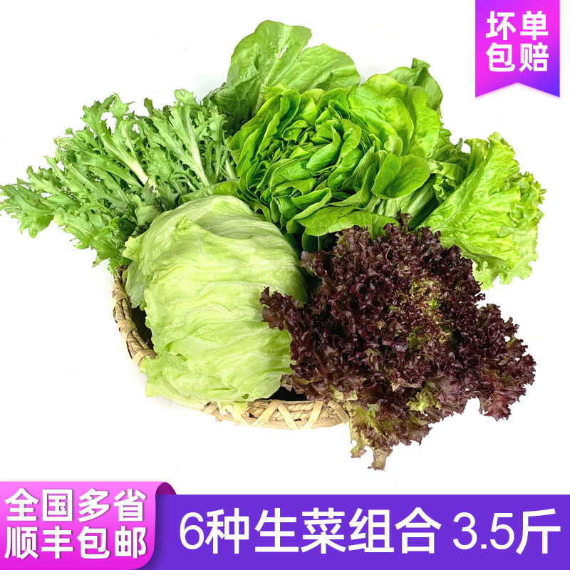沙拉蔬菜组合3.5斤 苦菊奶油罗马球生菜新鲜蔬菜西餐色拉沙拉食材
