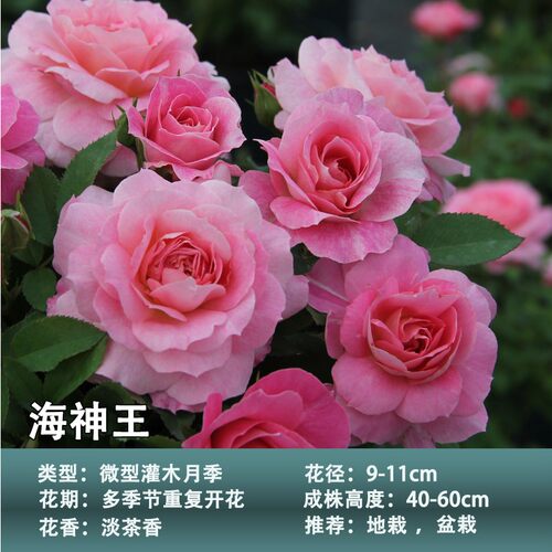 海神王月季花苗微月浓香玫瑰花苗室内外阳台花卉盆栽庭院珍稀品种