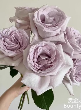 新品 赏金之路/紫色布蒂 月季花苗厄瓜多尔玫瑰 大花灌木月季勤花