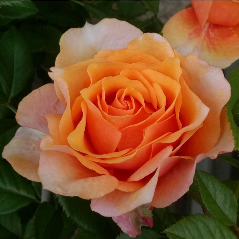 永远的艾帕索月季花苗盆栽阳台四季特大花浓香玫瑰花苗灌木大苗