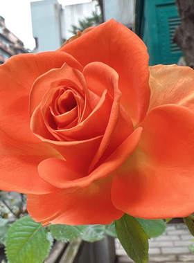 新品 橙色惟一 月季花苗大花灌木直立勤花切花玫瑰庭院阳台盆栽