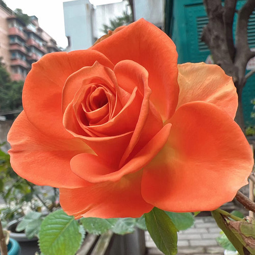 新品橙色惟一月季花苗