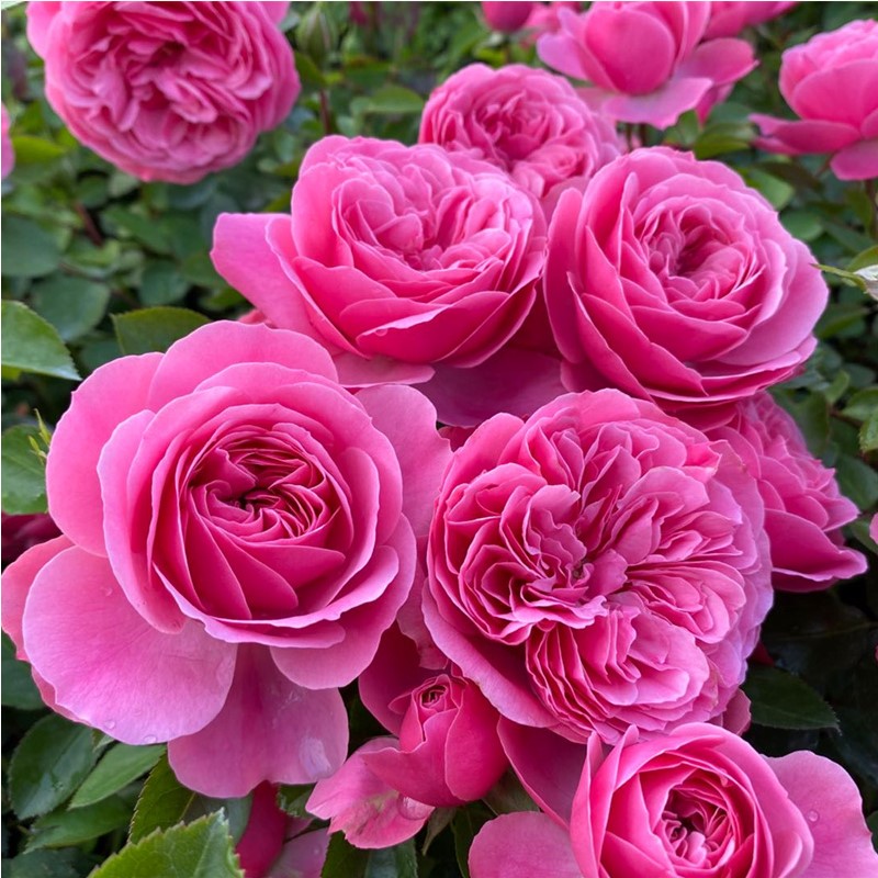 粉色达芬奇藤本月季花苗 多季开花 多头 盆栽地栽阳台 庭院花卉