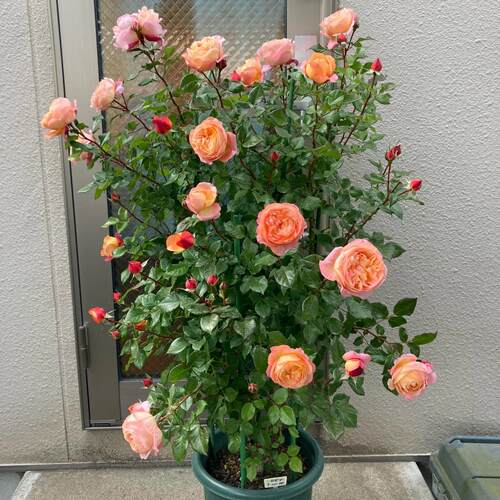 新品 罗宾 月季花苗 重瓣灌木多头勤花包子花型浓香玫瑰庭院阳台