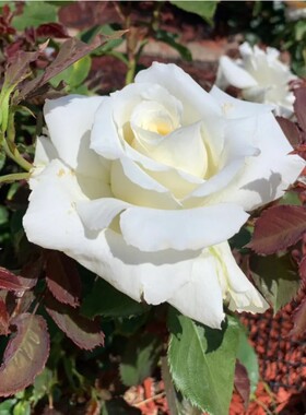 保罗二世 切花月季扦插浓香灌木阳台庭院植物白色玫瑰四季开花