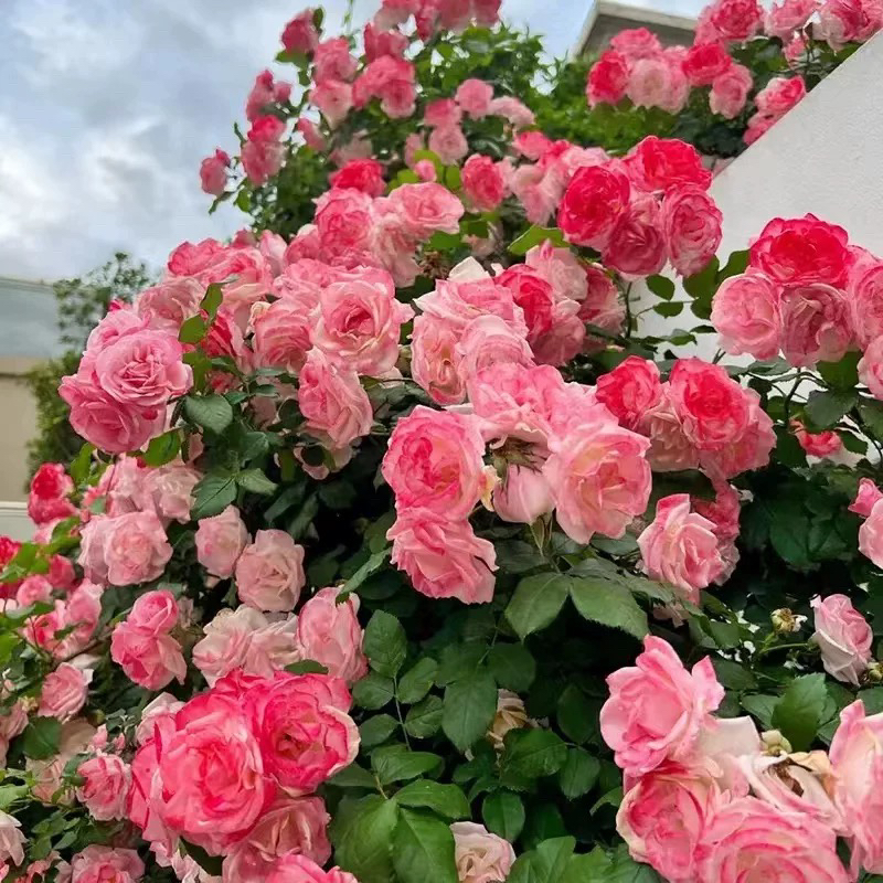 藤本樱霞多季群开耐热抗