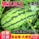 特大懒汉西瓜苗西农八号黑美人8424嫁接西瓜苗盆栽地栽阳台种植