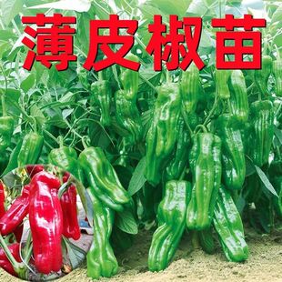 薄皮辣椒苗青椒薄皮椒不辣大果庭院种植蔬菜秧苗微辣椒苗菜椒带土