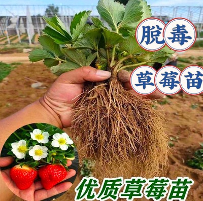 优质脱毒奶油草莓苗超甜四季盆栽室内外阳台种植当年结果苗包活