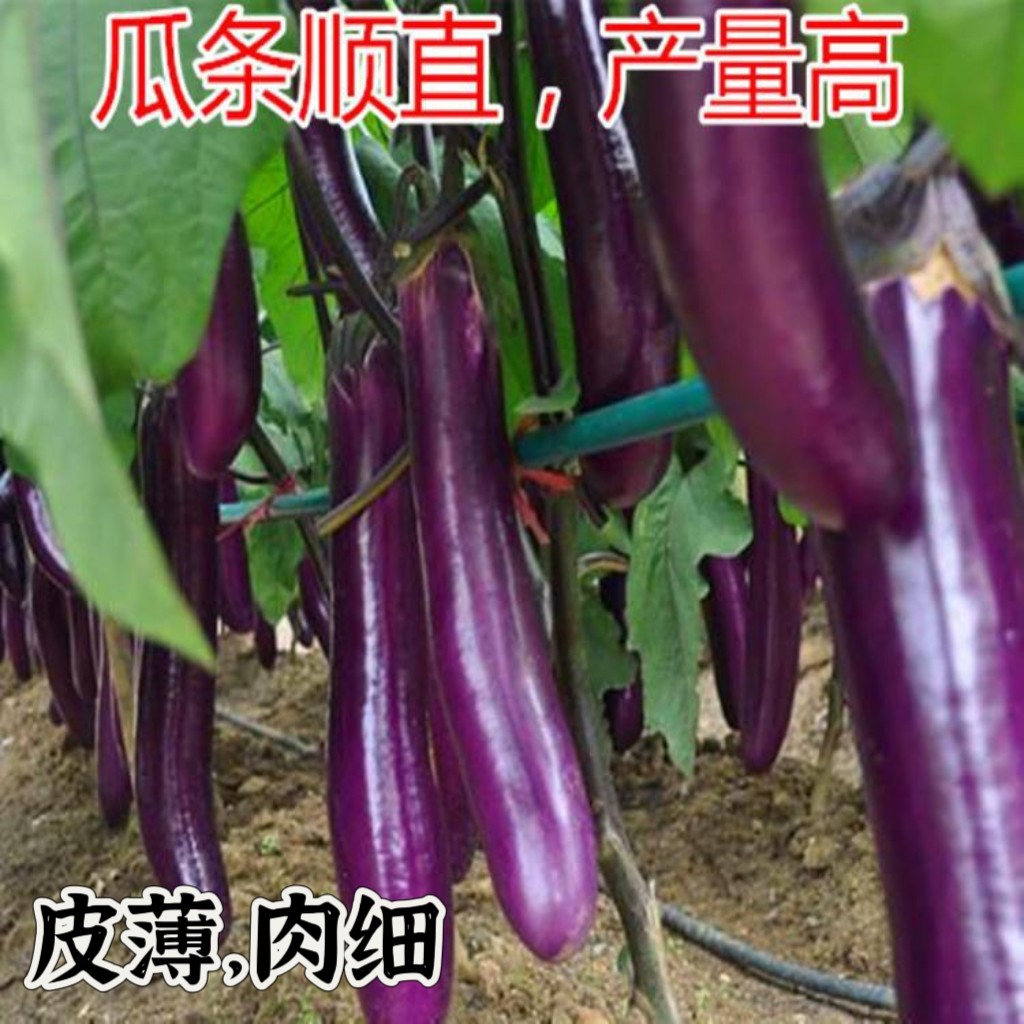 高产抗病蔬菜秧苗紫皮茄子秧苗紫黑长茄子穴盘苗四季盆栽庭院种植,农用物资,水果种子/种苗,淘宝优惠券,粉丝福利购,淘宝优惠卷