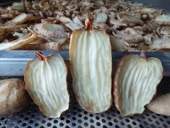 正宗云南昭通小草坝乌天麻干天麻片