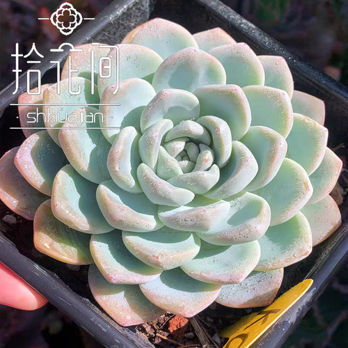 拾花间阳台庭院冰玉多肉植物盆栽