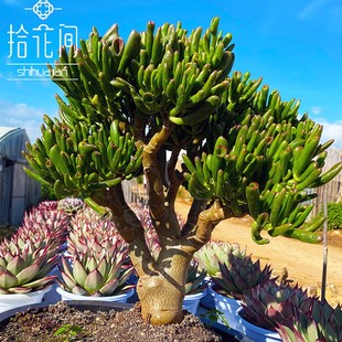 吸财树姬红花月清仓招财猫超大颗吸财树多头老桩多肉植物一盆 包邮