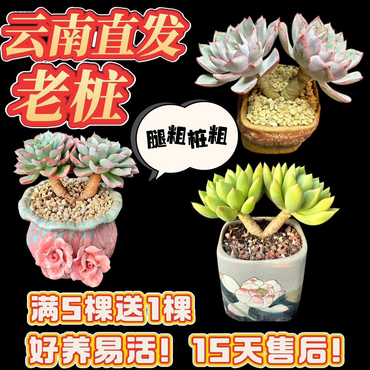 云南精控木质化老桩 粗桩 腿桩 精品造型意境多肉植物