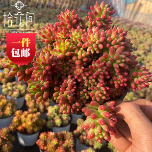 虹之玉锦带盆带盆多肉植物一盆 云南昆明精品小萌肉 包邮