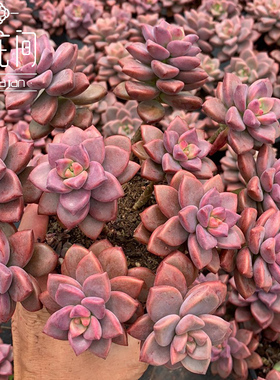 姬胧月带盆红色散群多颗多肉植物开挂区拾花间一颗包邮