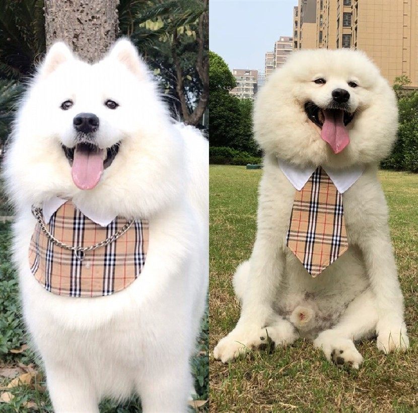 巧手于妈/ 英伦绅士经典格纹宠物狗狗口水巾大型犬防水围兜萨摩耶,宠物/宠物食品及用品,围巾/口水巾,淘宝优惠券,粉丝福利购,淘宝优惠卷