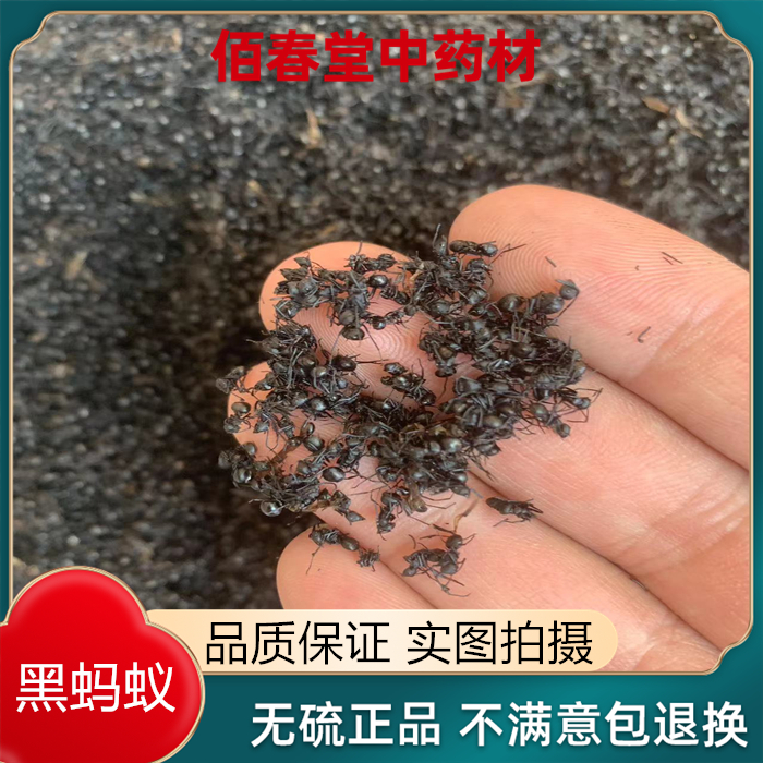 黑蚂蚁中药材250克包邮 双齿多刺蚁 鼎突多刺蚁 泡酒 另售红蚂蚁 传统滋补营养品 其他药食同源食品 原图主图