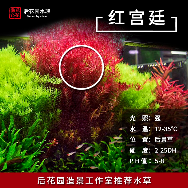 后花园水族红宫廷水下叶后景草