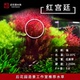 粉宫廷水草 绿宫廷 后景草水下叶 红宫廷 后花园水族