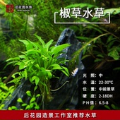 后花园水族推荐 绿温蒂椒草 中景草 椒草系列 水草 鱼缸造景水草