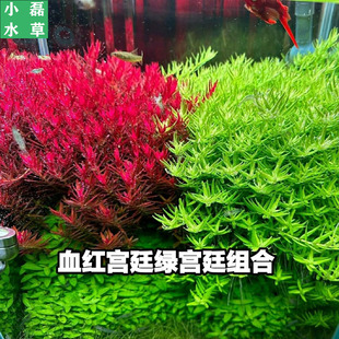 小磊水草水下叶宫廷组合血红宫廷绿草缸造景打头草荷兰景草