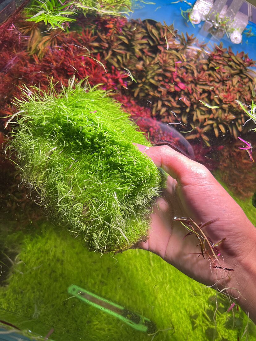 广东挖耳草水下叶前景草水草