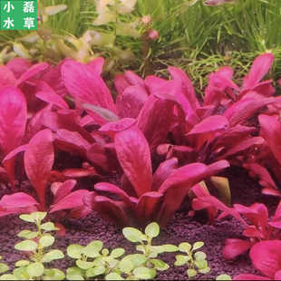 极乐鸟稀有水草红宝石阴性草前中景水草荷兰景水草淡水草缸造景