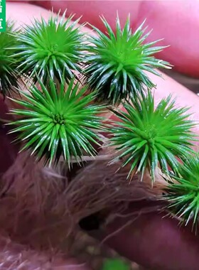 印度迷你古精稀有水草ada水草工作室自养水下叶迷你古精前景水草