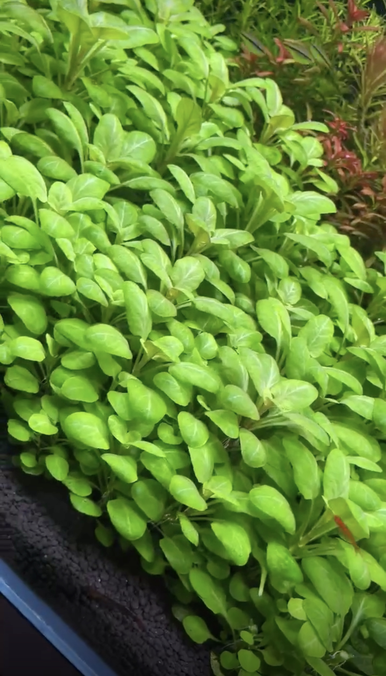 罗贝里水草植物自养活体真水草淡水有茎类中前景草缸造景鱼缸水中
