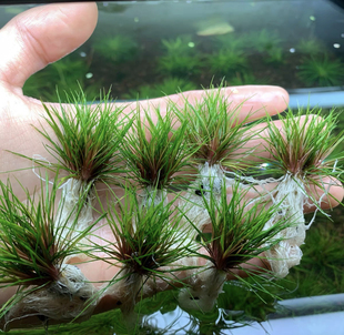 吐血谷精澳洲吐血谷精古精前景淡水水草鱼缸造景非懒人